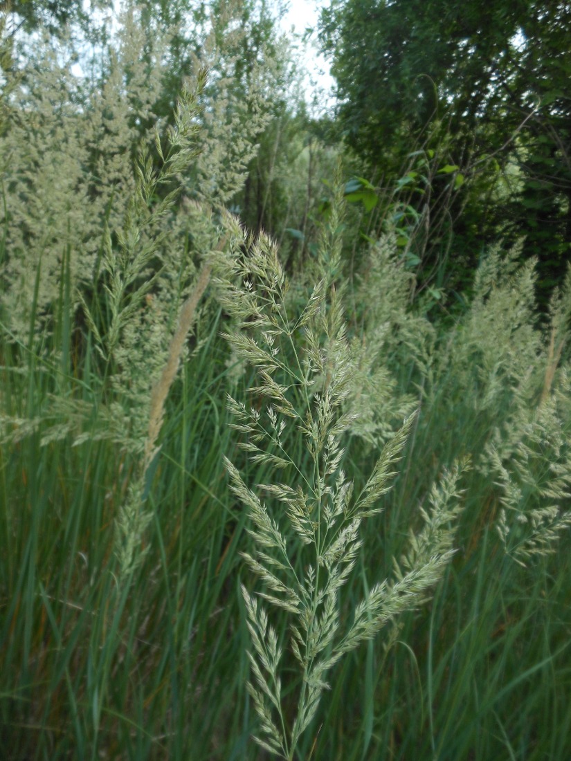 Calamagrostis epigejos (L.) Roth subsp. epigejos / Cannella delle paludi